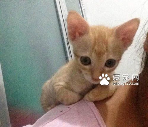 有“阴谋”的小橘猫当恶霸挡路获得了好心人收养