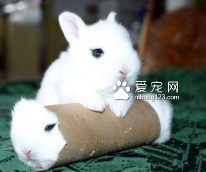 兔肉卷给我来一个