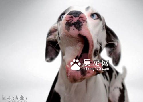 大丹犬也是狗界的表情帝，真是活力无限啊！