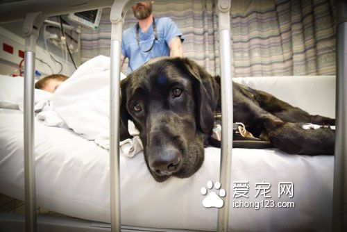 忠心耿耿的服务犬为自病症男孩带来欢乐