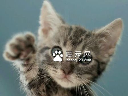 被猫抓了会死吗 猫抓病还是可防可治的
