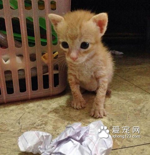 有“阴谋”的小橘猫当恶霸挡路获得了好心人收养