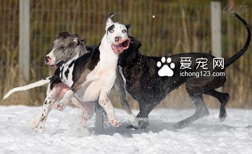 大丹犬也是狗界的表情帝，真是活力无限啊！