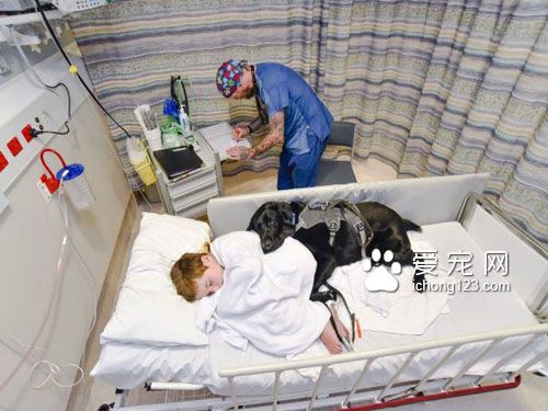 忠心耿耿的服务犬为自病症男孩带来欢乐
