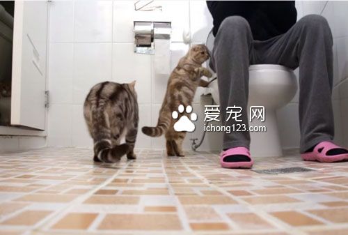 养猫之后就没所谓的隐私权了！猫咪偷窥猫奴上厕所！
