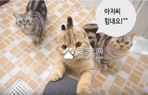 养猫之后就没所谓的隐私权了！猫咪偷窥猫奴上厕所！