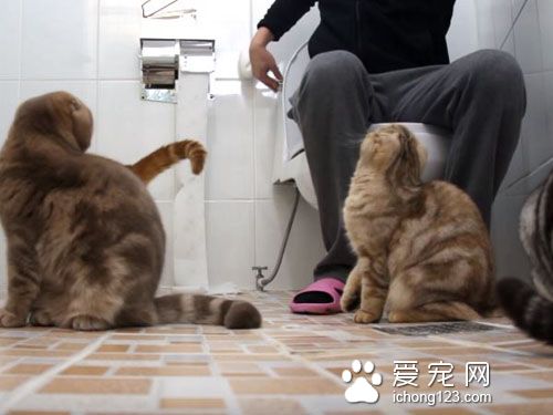 养猫之后就没所谓的隐私权了！猫咪偷窥猫奴上厕所！