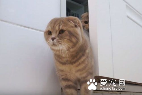 养猫之后就没所谓的隐私权了！猫咪偷窥猫奴上厕所！