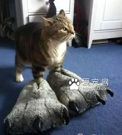 这猫是在太霸气了