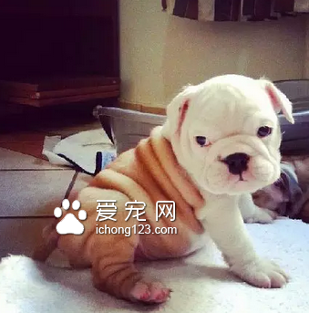 蠢萌蠢萌的小沙皮