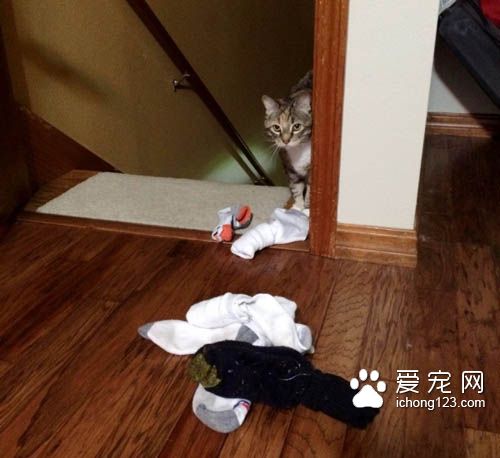 喵星人爱送礼物给猫奴，猫奴们赶紧接收来吧！