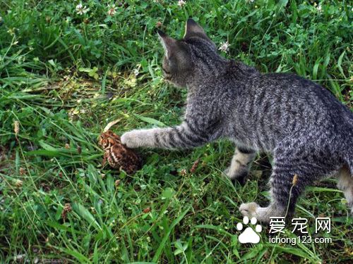 有着一颗温柔心的虎斑猫和蟾蜍当好朋友