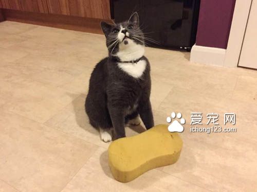 喵星人爱送礼物给猫奴，猫奴们赶紧接收来吧！