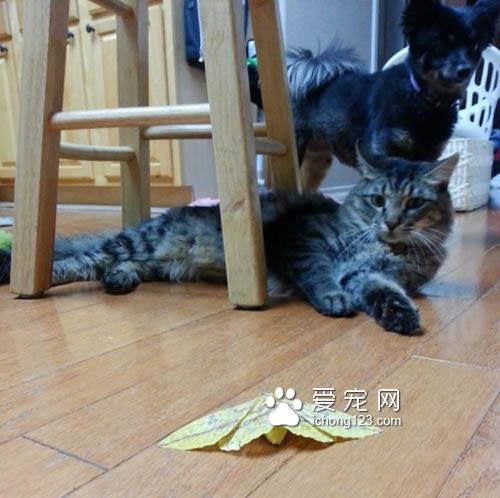 喵星人爱送礼物给猫奴，猫奴们赶紧接收来吧！
