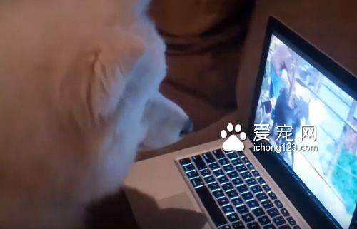 可爱的萨摩耶看到自己的影片开心得飞起