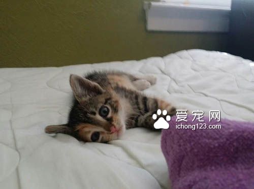 为了熟睡的小猫咪，男子宁愿停车等待一小时