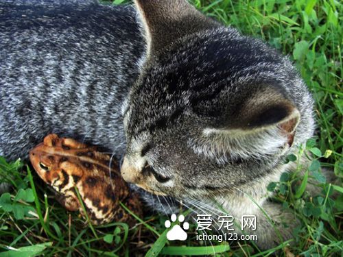 有着一颗温柔心的虎斑猫和蟾蜍当好朋友