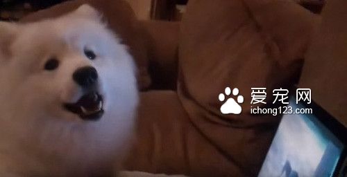 可爱的萨摩耶看到自己的影片开心得飞起