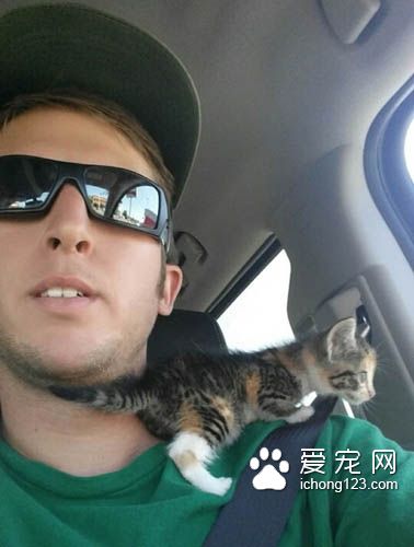 为了熟睡的小猫咪，男子宁愿停车等待一小时