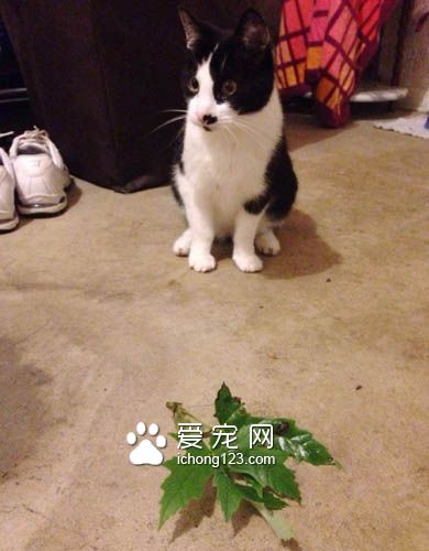 喵星人爱送礼物给猫奴，猫奴们赶紧接收来吧！