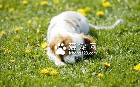 狗会撑死吗 胃扭转的症状和治疗方法