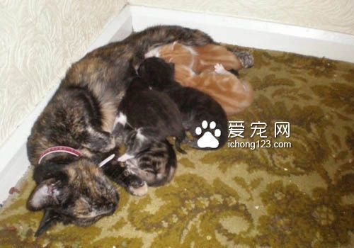 喵星人爱送礼物给猫奴，猫奴们赶紧接收来吧！