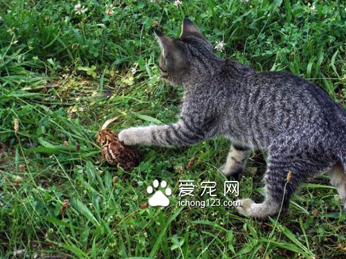 有着一颗温柔心的虎斑猫和蟾蜍当好朋友