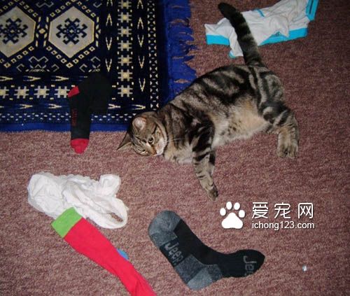 喵星人爱送礼物给猫奴，猫奴们赶紧接收来吧！