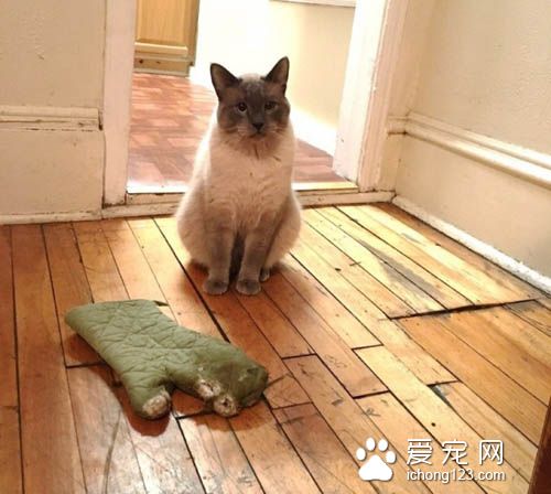 喵星人爱送礼物给猫奴，猫奴们赶紧接收来吧！
