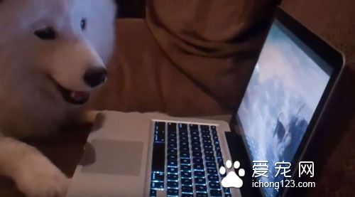 可爱的萨摩耶看到自己的影片开心得飞起