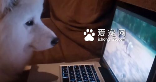可爱的萨摩耶看到自己的影片开心得飞起