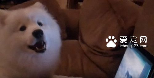 可爱的萨摩耶看到自己的影片开心得飞起