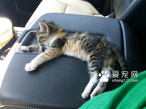 为了熟睡的小猫咪，男子宁愿停车等待一小时