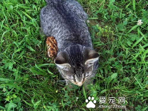 有着一颗温柔心的虎斑猫和蟾蜍当好朋友