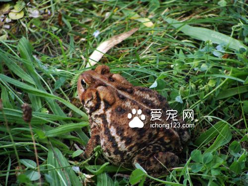 有着一颗温柔心的虎斑猫和蟾蜍当好朋友