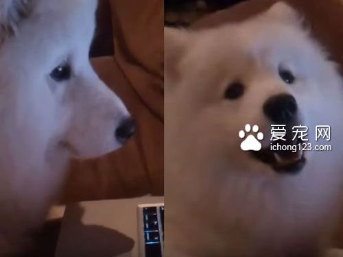 可爱的萨摩耶看到自己的影片开心得飞起