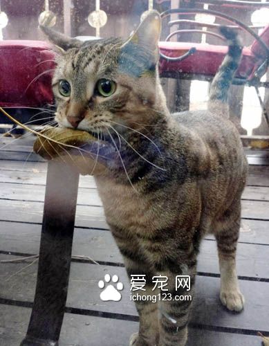 喵星人爱送礼物给猫奴，猫奴们赶紧接收来吧！