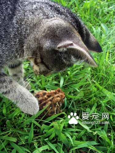 有着一颗温柔心的虎斑猫和蟾蜍当好朋友