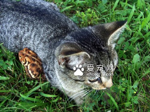 有着一颗温柔心的虎斑猫和蟾蜍当好朋友