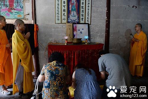 宠物狗的主人正在祭拜自己的狗狗。