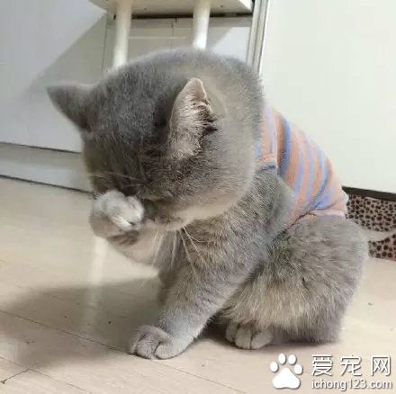 猫星人：宝宝心里苦但宝宝说不清楚！