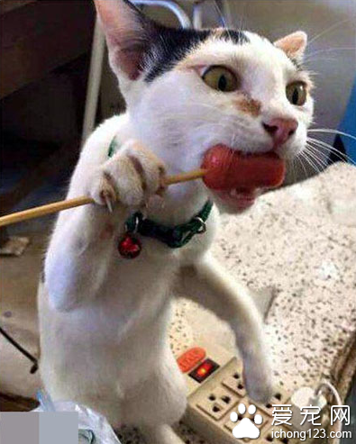 烤肠再来几串 吃货喵星人一只