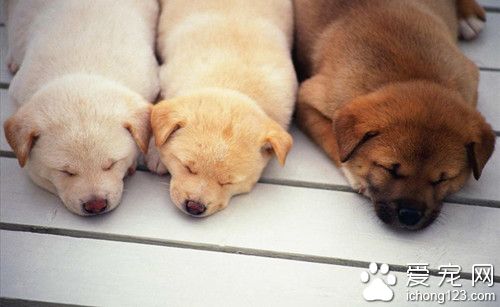 爱宠人士为宠物辞去工作投身宠物殡葬业