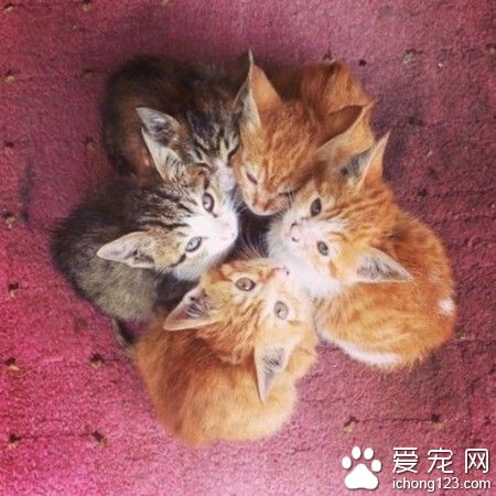 我有特别的拍照姿势哦——画个星星！