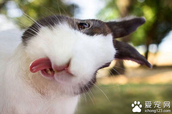 二货的世界！萌兔伸舌头装可爱