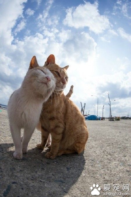 七夕我不再是一个喵了ヽ(*´з｀*)ﾉ