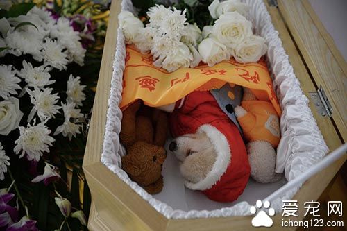 这是一只9岁的宠物狗，它和几只玩具静静地躺在迷你棺材中。