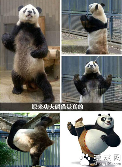 真没想到 功夫熊猫居然是真的