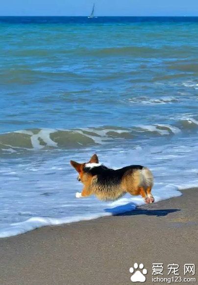 柯基遇到大海，它会飞起来!