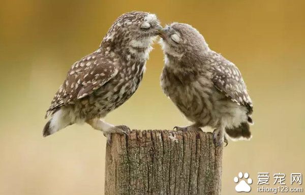 憋说话 吻我！！！